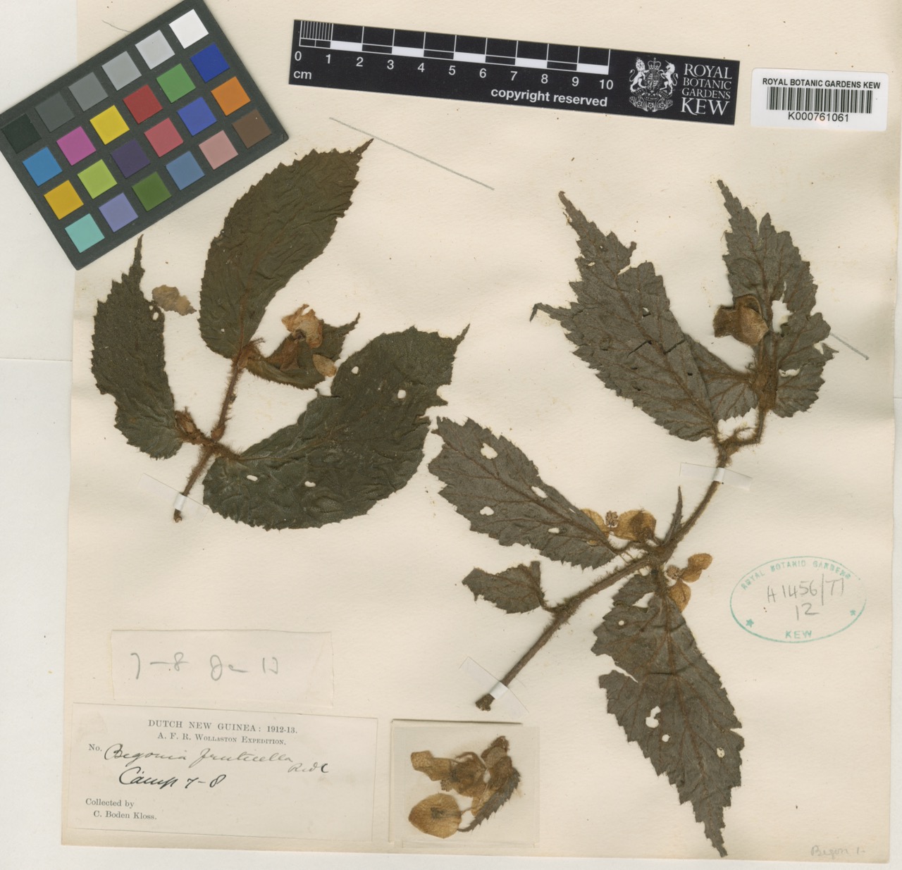B. fruticella